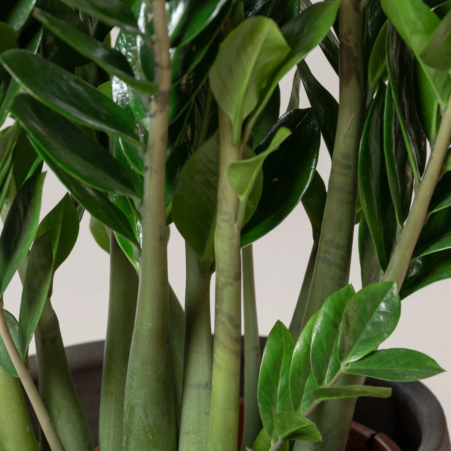 Zamioculcas Zamiifolia - Image 4
