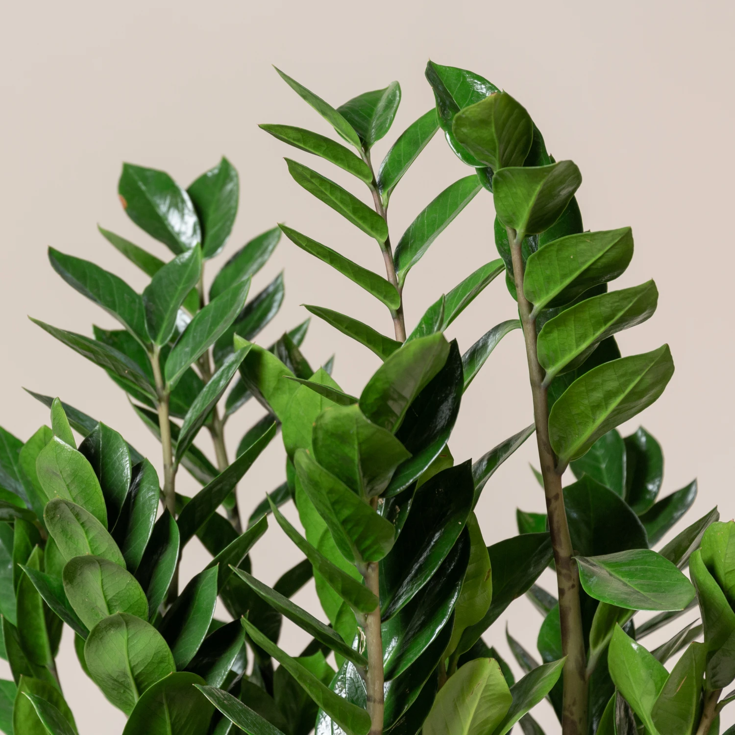 Zamioculcas Zamiifolia - Image 2