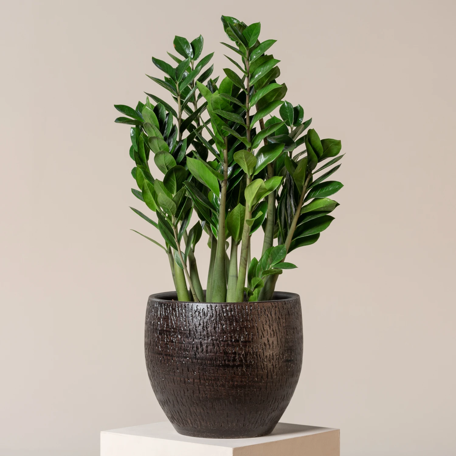 Zamioculcas Zamiifolia - Image 3
