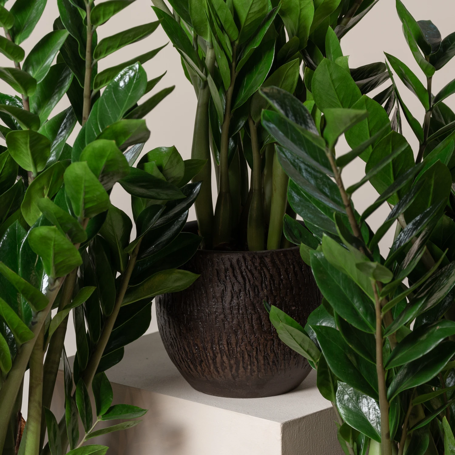 Zamioculcas Zamiifolia - Image 5